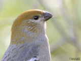 IMG_4538durbeccloseup drville 2007.jpg