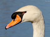 2738cygne tubercul drville 2007 .jpg