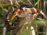 _MG_8790.jpg