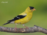 _MG_4991chardonneret jaune drville.jpg