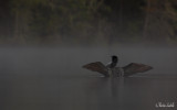 _MG_7425 plongeon huard le rochu.jpg