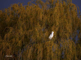 _MG_9941 grande aigrette pte pele .jpg