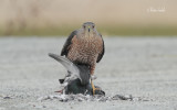 _MG_4115 pervier de cooper VS Pigeon bizet .jpg