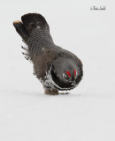 _40C5649 tetras male hiver .jpg
