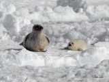 _40C6584 Phoque et son blanchon Perc .jpg