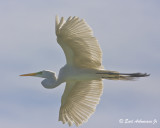 Wing Details