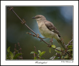 Mockingbird