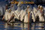 Morning Drama Slideshow