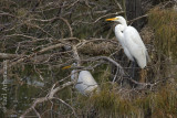Camouflage Egrets