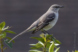  Northern Mockingbird