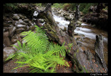 Fern, lower cascade