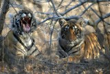 Tiger cubs 2 of 3