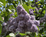 Lilac in the Noon Sun
