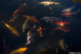 DSC01366-fish.jpg