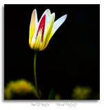 First-Tulip.jpg
