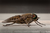 Horse fly - Tabanidae