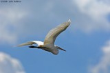 Egret Wings