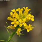 Yellow Rocket