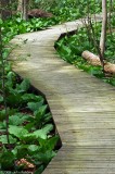 Skunk Cabbage Path