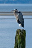 Perched Heron