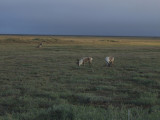 Herds of Caribou and Muskoxen