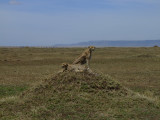 Cheetahs Watching Gazelles