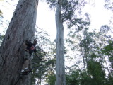 Climbing Bicentennial Tree
