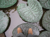 Lily pads at Tisch Petting Zoo, Central Park (11 June 2009)