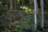 _MG_1505_cs3_web.jpg