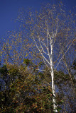 _MG_1537_cs3_web.jpg