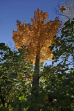 _MG_1543_cs3_web.jpg