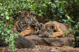 Our Three Beloved Boys. KeAhi, Tondi And Malosi (Left To Right)