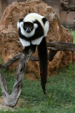 Black And White Ruffed Lemur