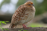 Gray Francolin