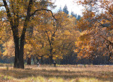 Meadow stroll