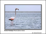Greater Flamingo Phoenicopterus roseus 2 .jpg