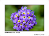 Mehlprimel Primula farinosa 2.jpg