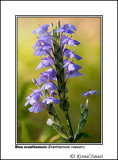 Blue eranthemum Eranthemum roseum 1 4146.jpg