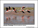 Greater Flamingo Phoenicopterus roseus 9346.jpg