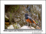 White-capped water Redstart Chaimarrornis leucocephalus 3595.jpg