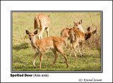 Spotted Deer Axis axis.jpg