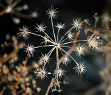 Wild Fennel