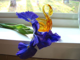 Iris and swan