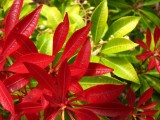 Pieris Japonica, Forest Flame.