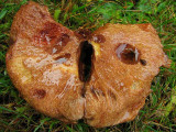 Poor butterfly mushroom.