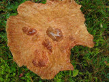Scary Halloween mushroom.