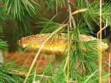 pine tree and mushroom