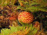 mulit mushrooms