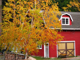 Red barn and white birch tree.