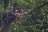 Bald Eagle at John Heinz Wildlife Refuge
